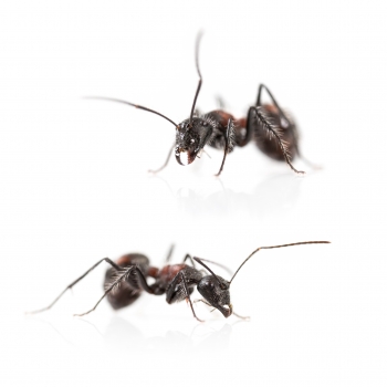 Camponotus mutilarius (xiangban)